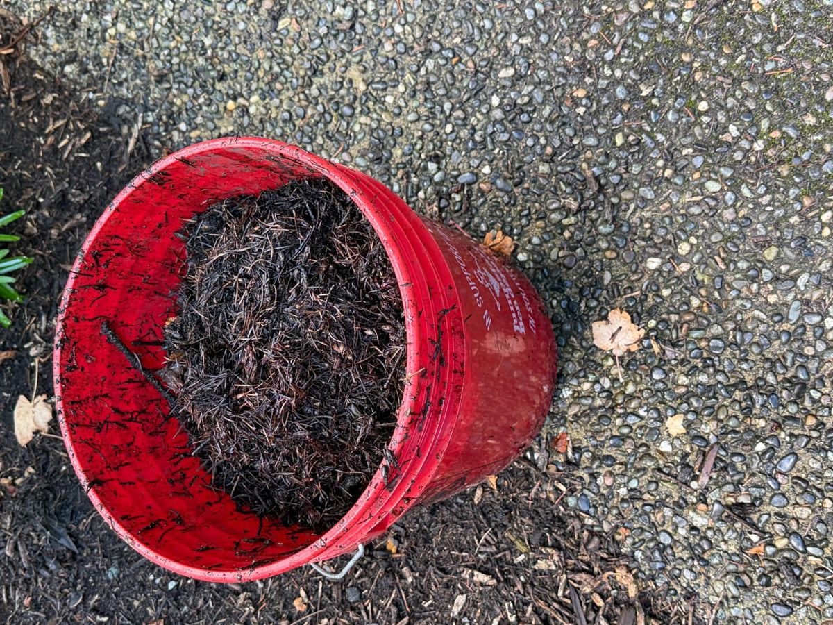 Bucket full of wet needles and debris pulled from gutters